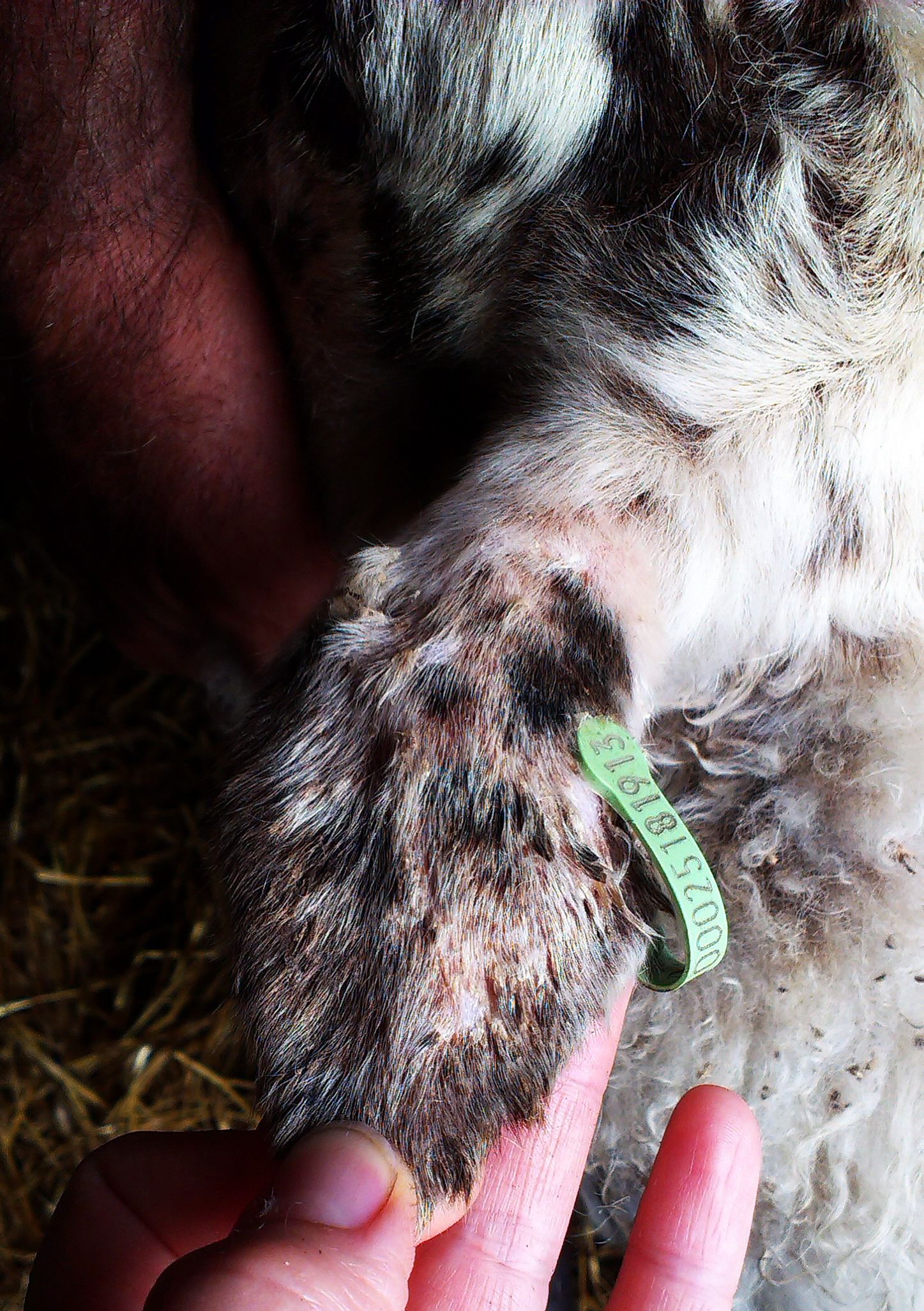 Cobalt geven, nodig of niet?