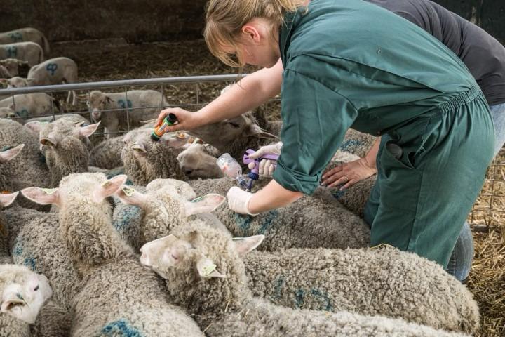 Blauwtong vaccinatie, wie en wanneer?