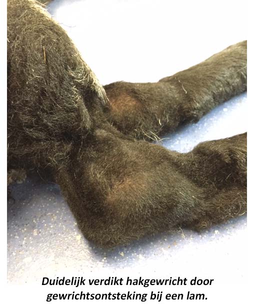 duidelijk_verdikt_hakgewricht_door_gewrichtsontsteking_bij_een_lam_4.jpg