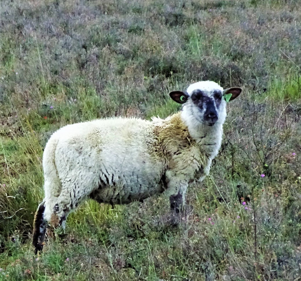Schurft Lam