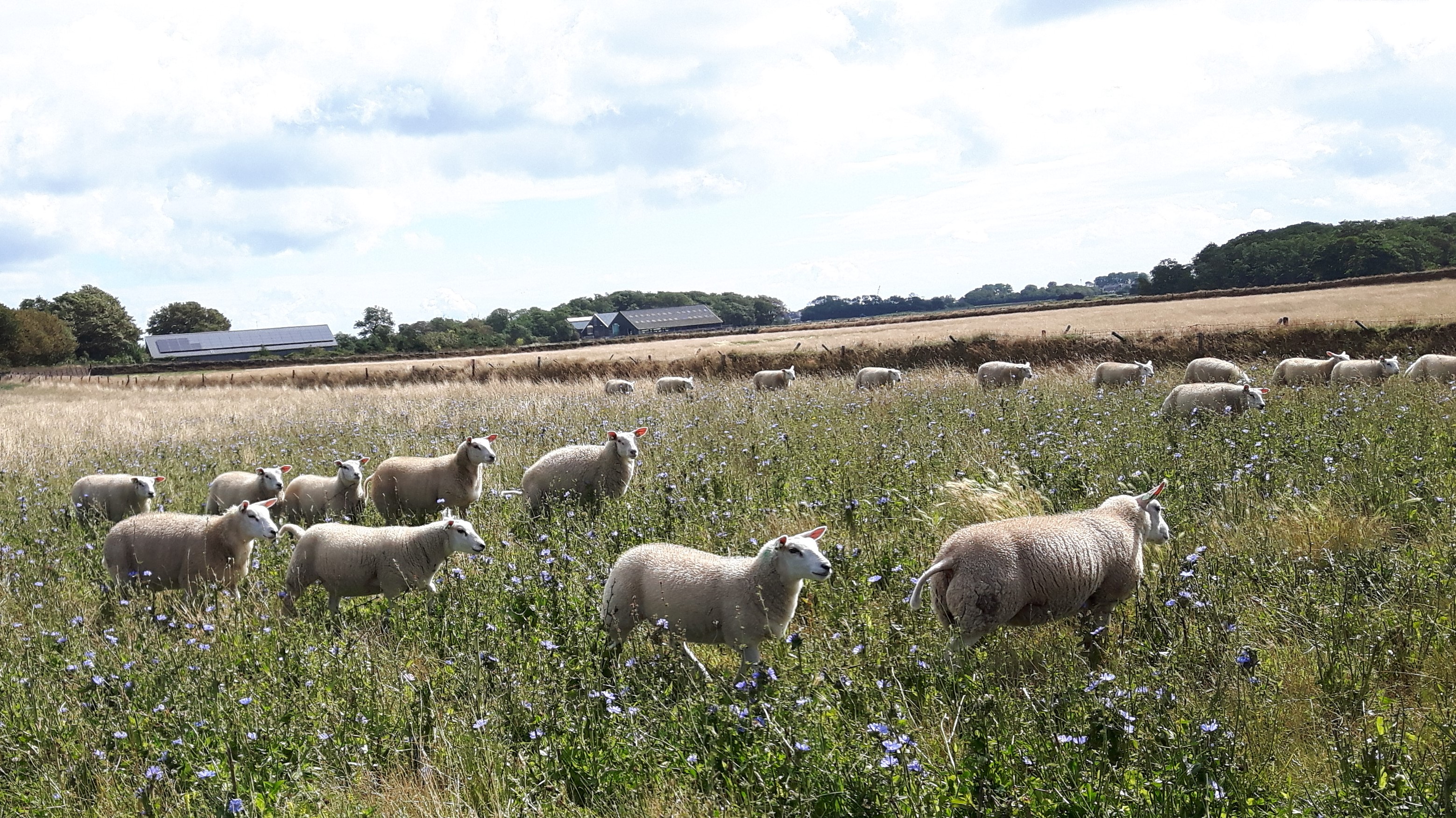 BETERE PRESTATIES OP GRAS-KRUIDENMENGELS