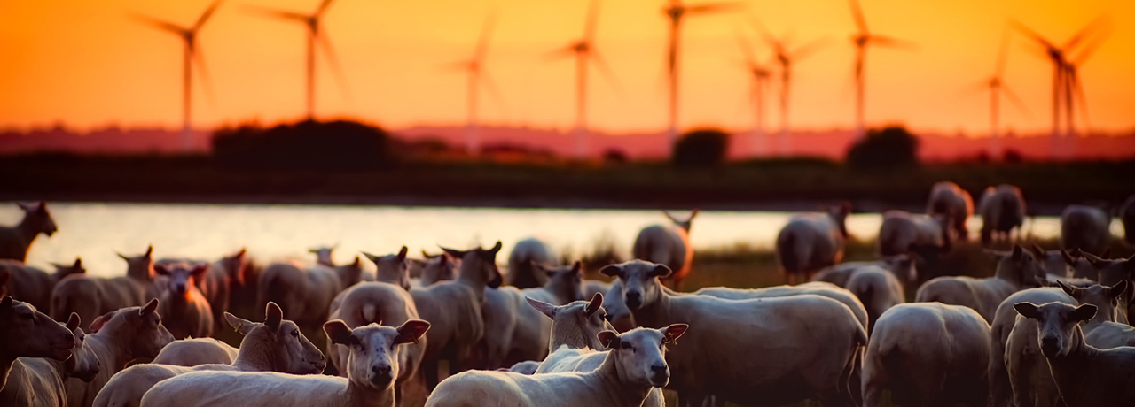 EFFECT VAN MINERALENBOLUSSEN OP DE VRUCHTBAARHEID VAN OOIEN EN VITALITEIT VAN PASGEBOREN LAMMEREN