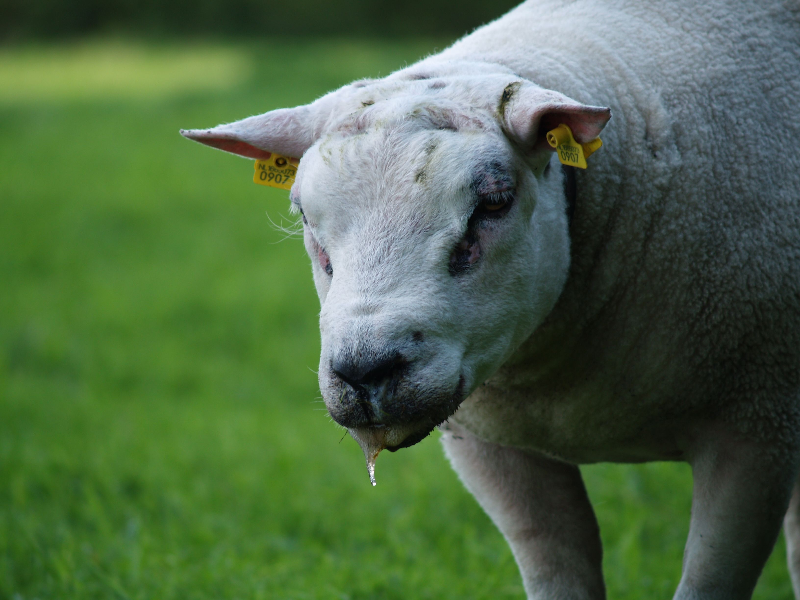 Ram met blauwtong