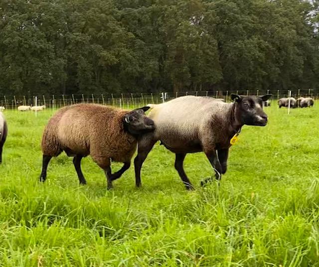 DE DEKPERIODE EN DE DRACHT: TIJD OM EVEN UIT TE RUSTEN? 