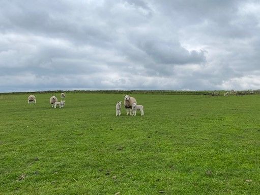 Jonge lammeren buiten