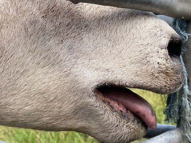 schaap dat aan het panten is 