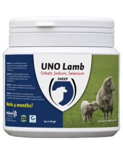 UNO Lamb  25st.