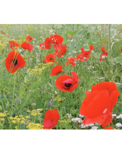 Eenjarig mengsel voor bloemrijke akkers 5 kg