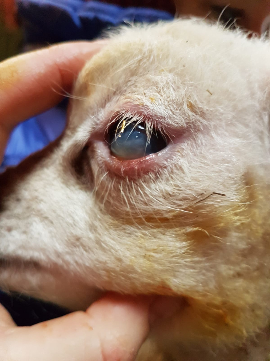 Een jong lam met een oog beschadiging als gevolg van een ingedraaid ooglid, dit vraagt een andere behandeling dan zere oogjes.
